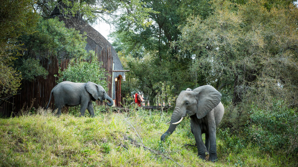 Hoyo Hoyo Safari Lodge – Elephant walking through Hoyo Hoyo