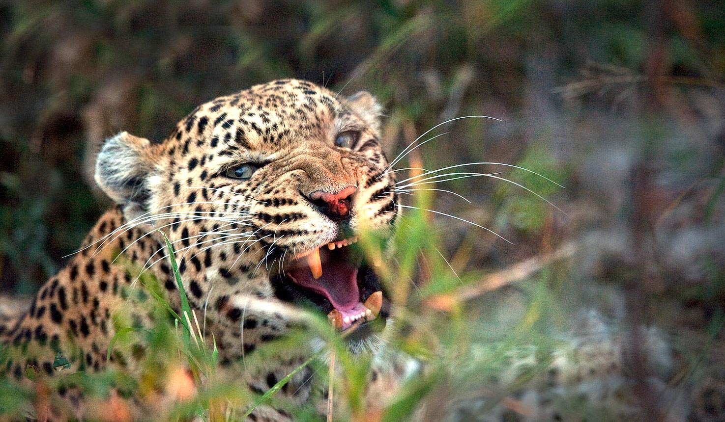 Luxury Kruger Safari