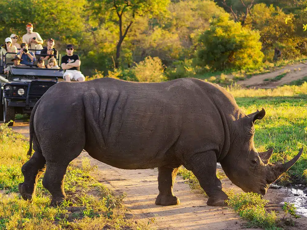 Sun City & Pilanesberg Day Tour