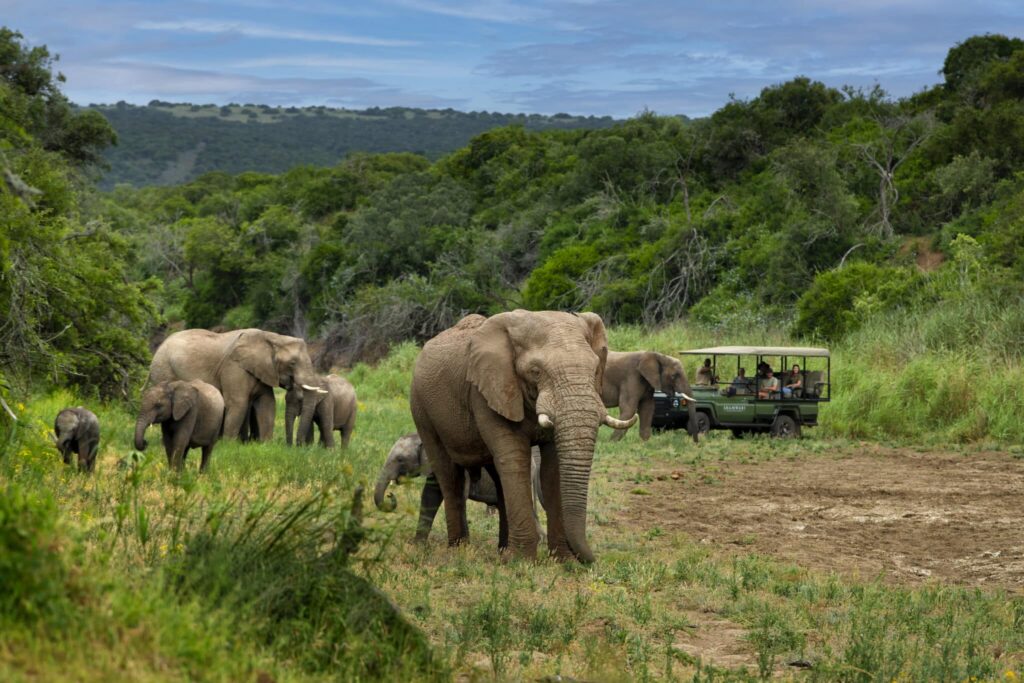 Shamwari Riverdene Family Lodge
