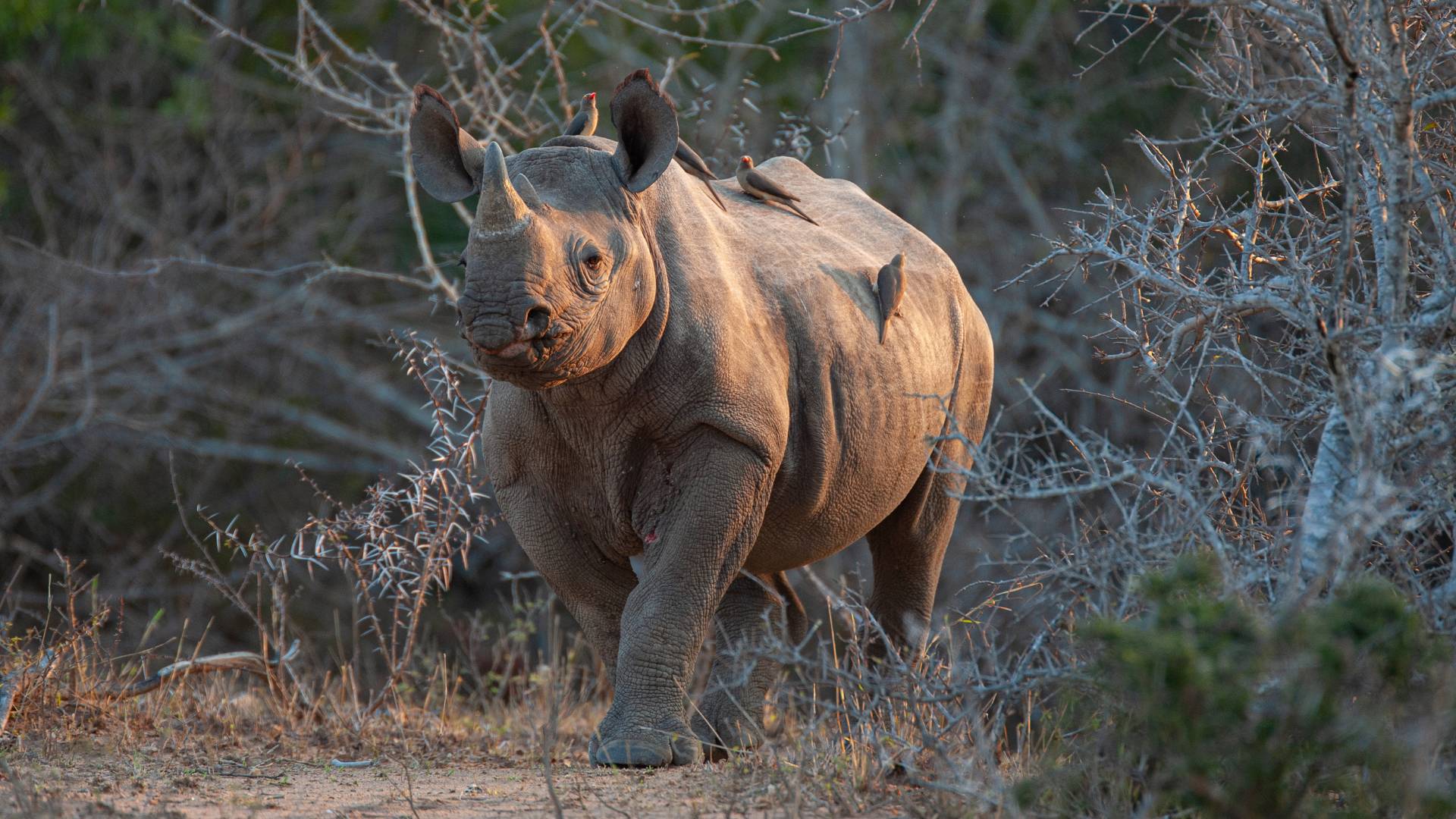 Black Rhino Game Lodge