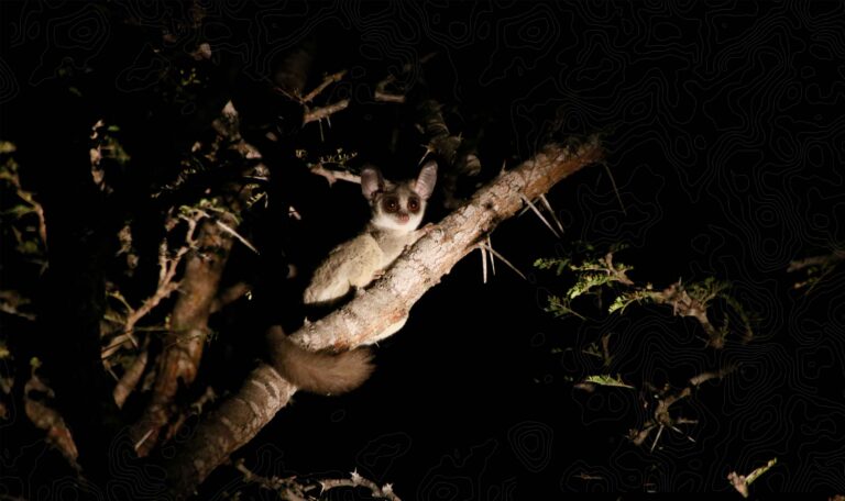 Nottens Bush Camp