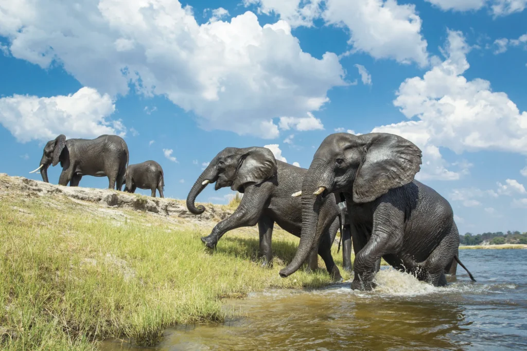 Elephants crossing the Chobe River in front of Chobe Game Lodge, Botswana