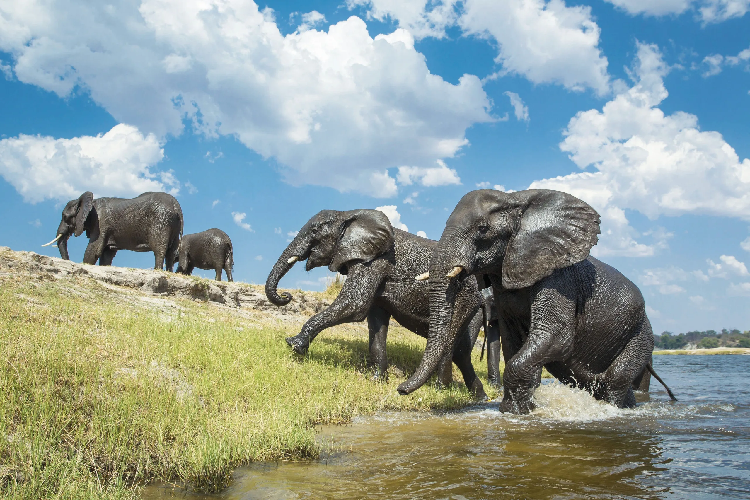 A herd of elephants wading into a river under a blue sky