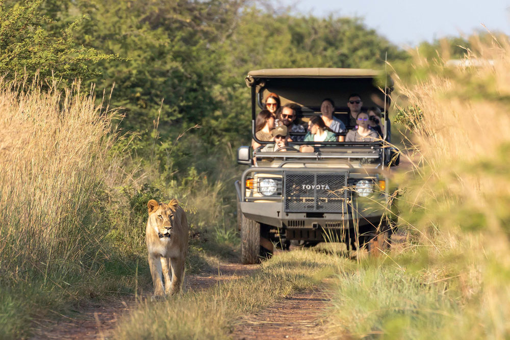 The Barnhouse at Mongena — game drive, lion