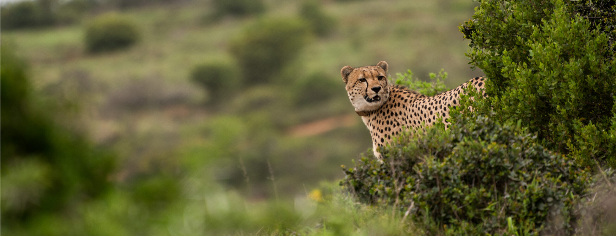 Hlosi Game Lodge