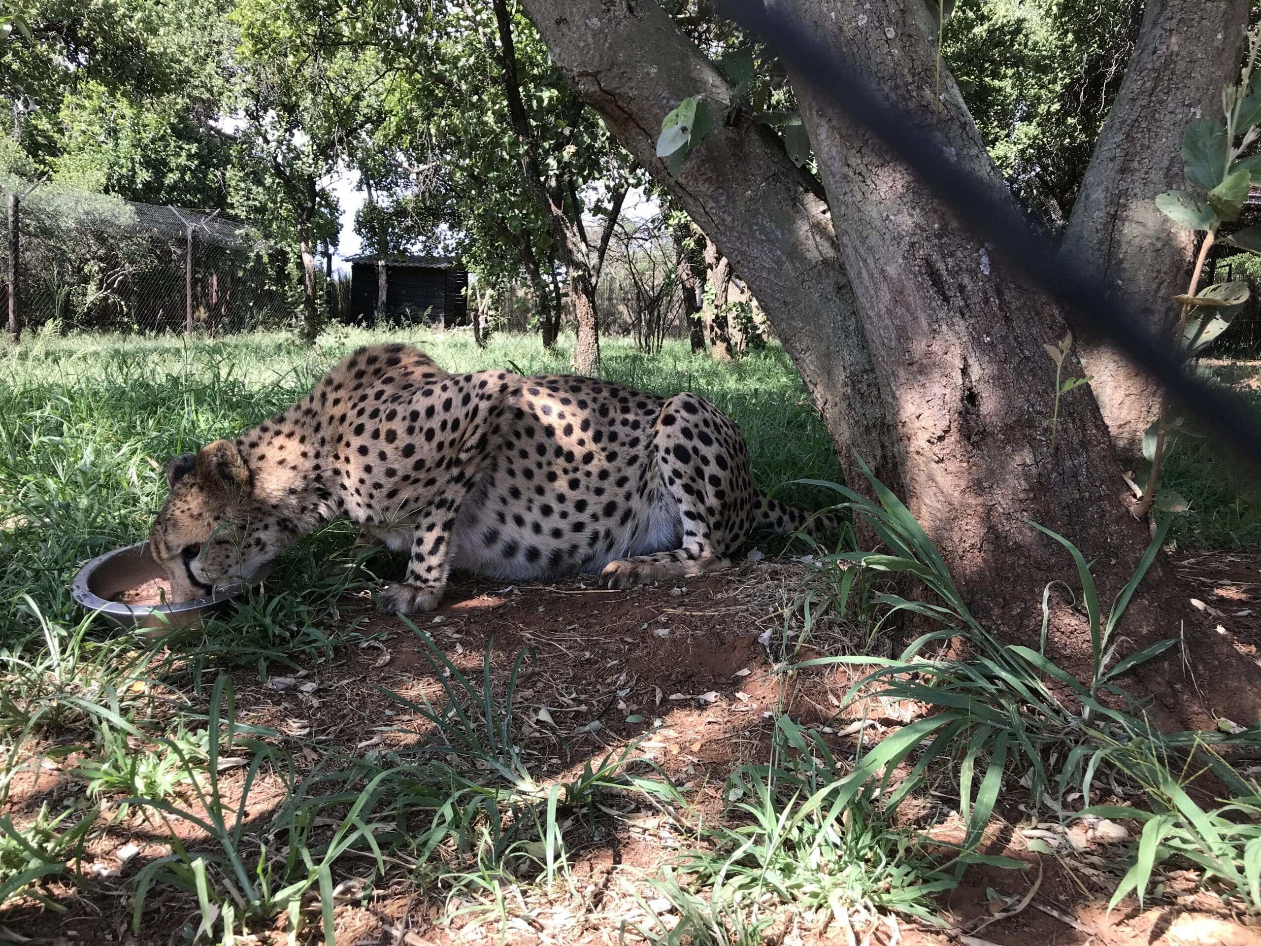 Ann Van Dyk Cheetah Centre Day Tour