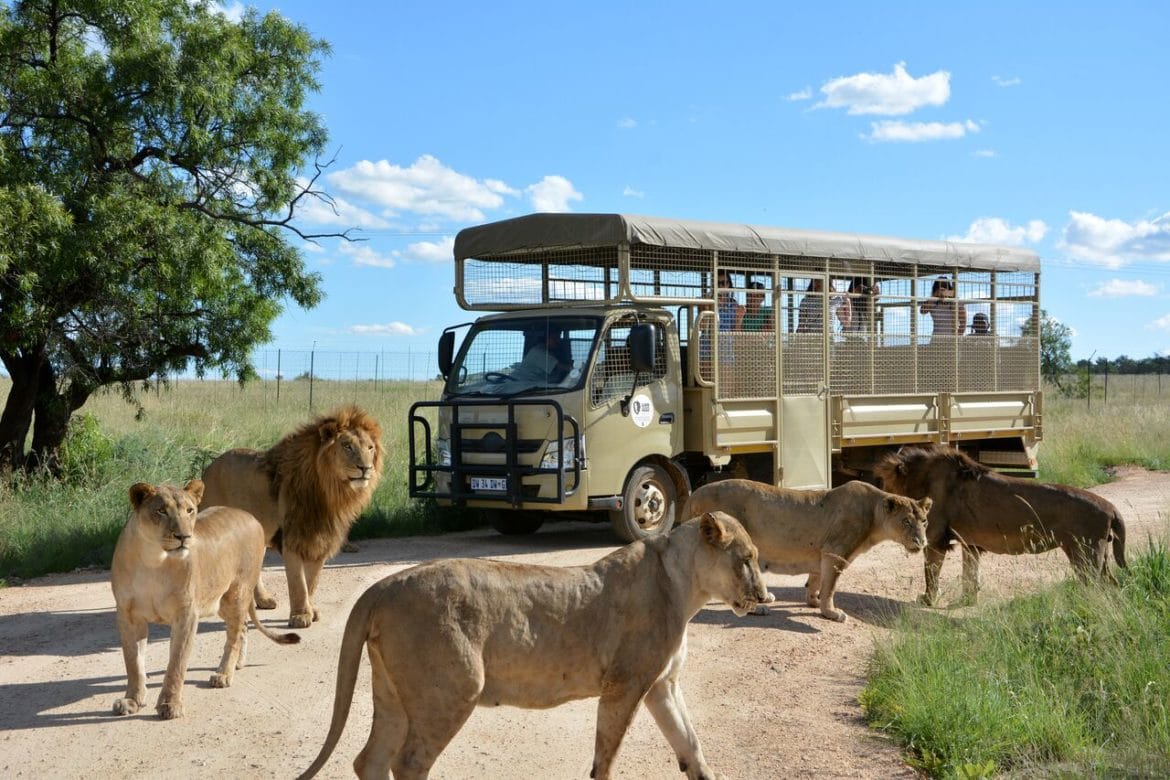 Lion & Safari Park Day Tour