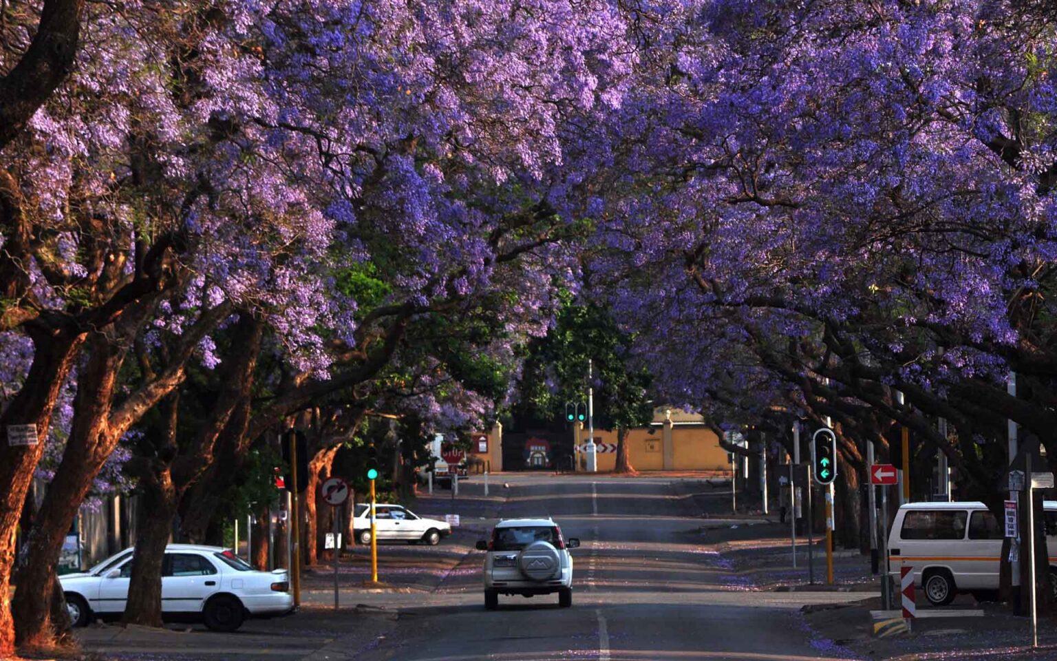 Jacaranda trees in bloom in Pretoria