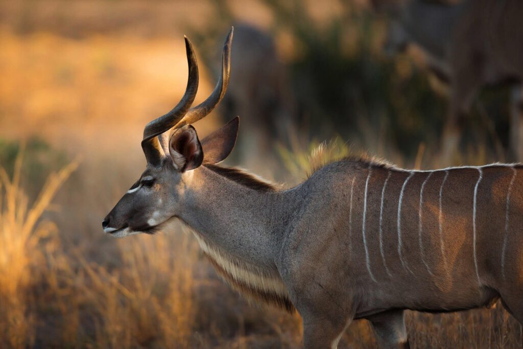 Rhino Ridge Safari Lodge — kudu