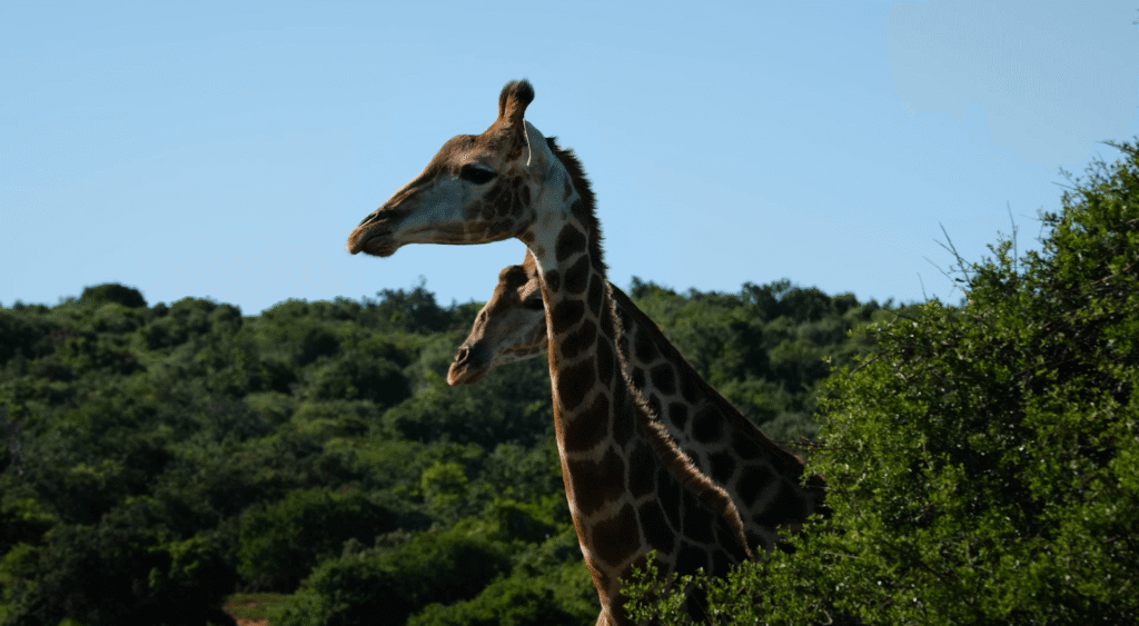Shamwari Riverdene Family Lodge