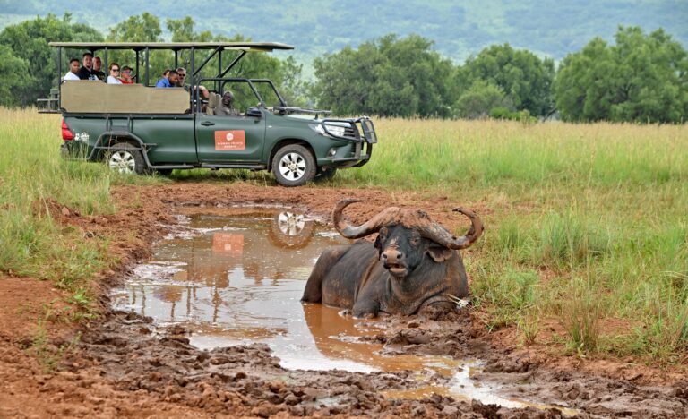 African Hills Safari Lodge & Spa — elephant