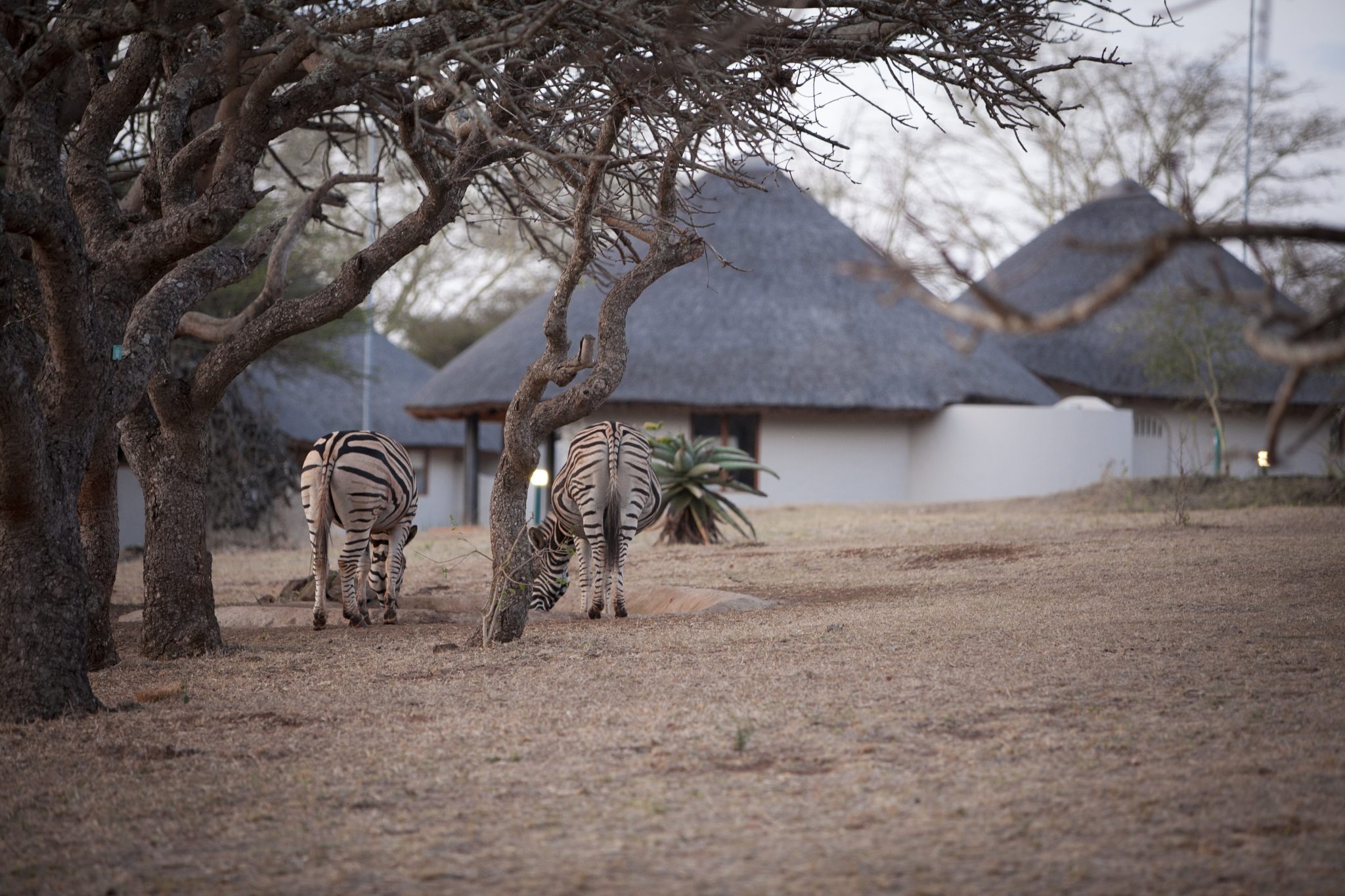 Ubizane Zululand Safari Lodge