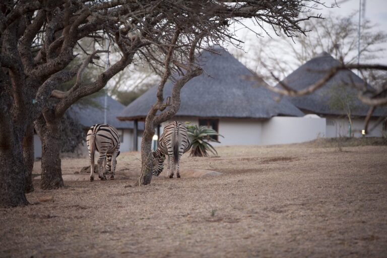 Ubizane Zululand Tree Lodge — safari waterhole