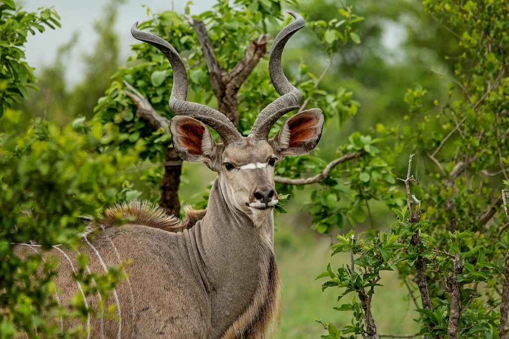 Shindzela Tented Camp