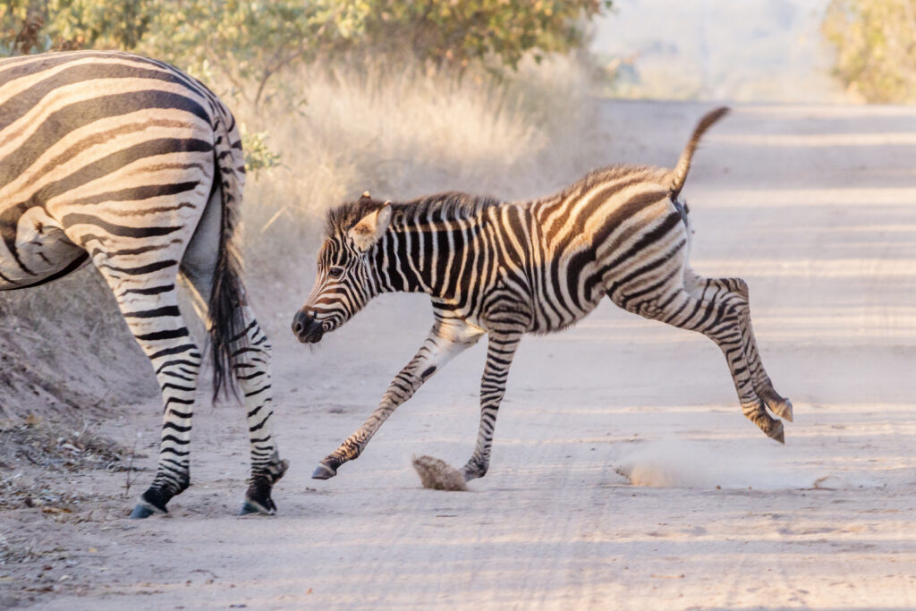 Shindzela Tented Camp