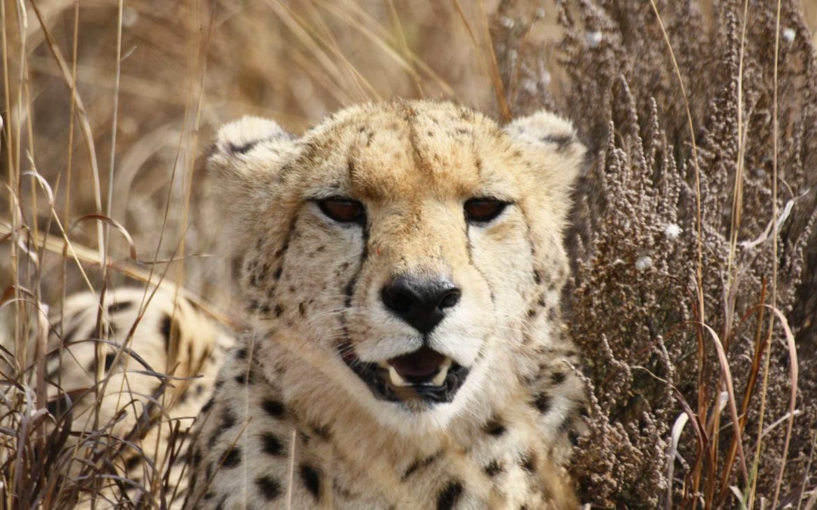 A cheetah resting in long grass in the Kruger National Park