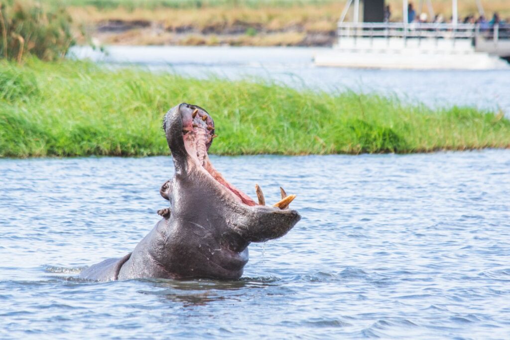 Chobe Bush Lodge