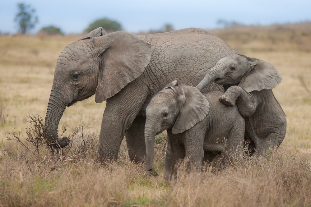 Kariega Main Lodge – Kariega Eastern Cape Game Reserve Elephants