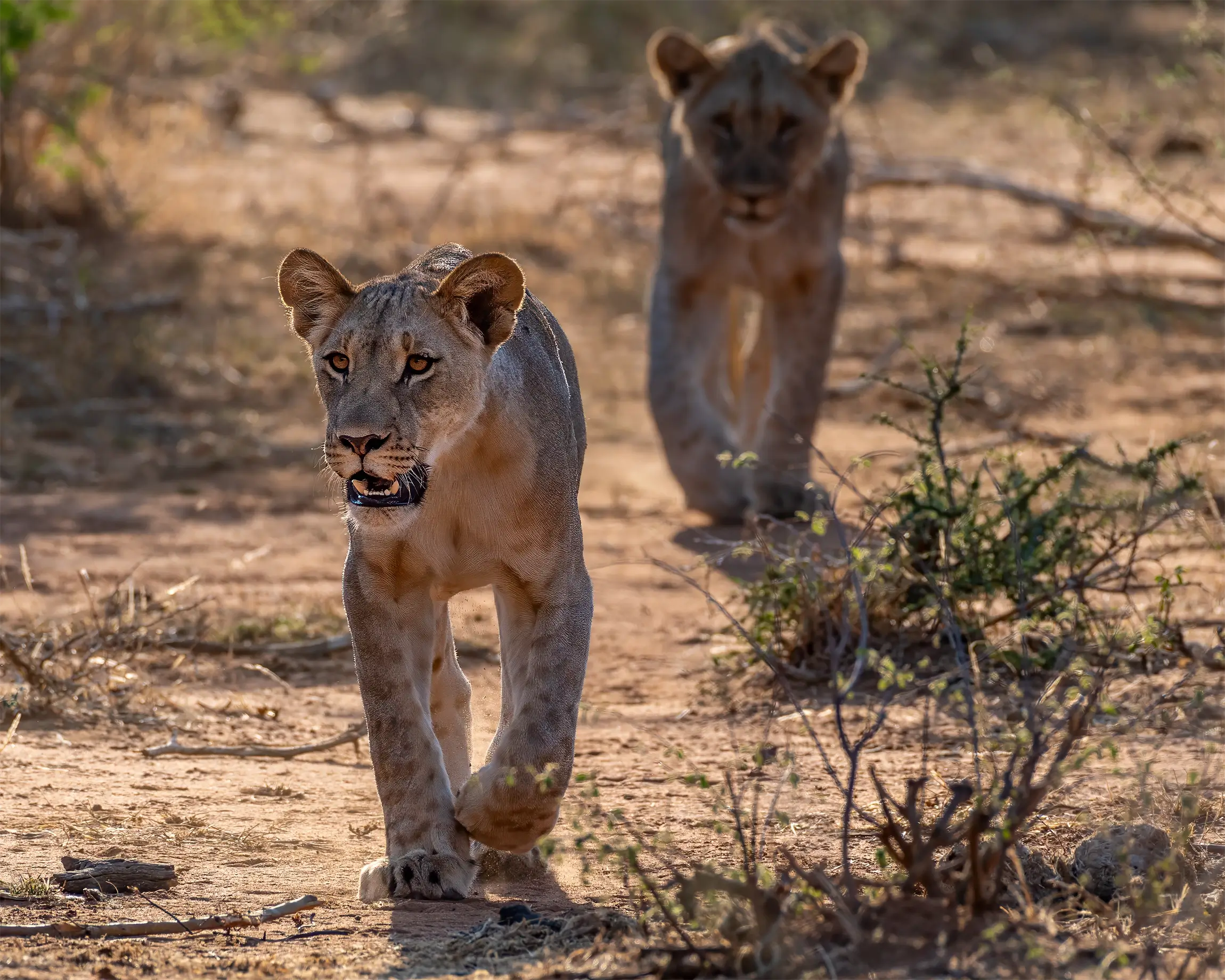 Lion cubs on a game drive near Etali Safari Lodge, Madikwe Game Reserve