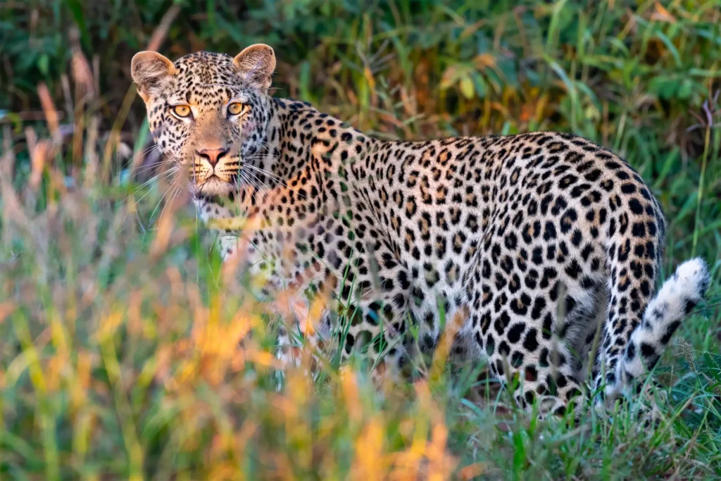 Etali Safari Lodge