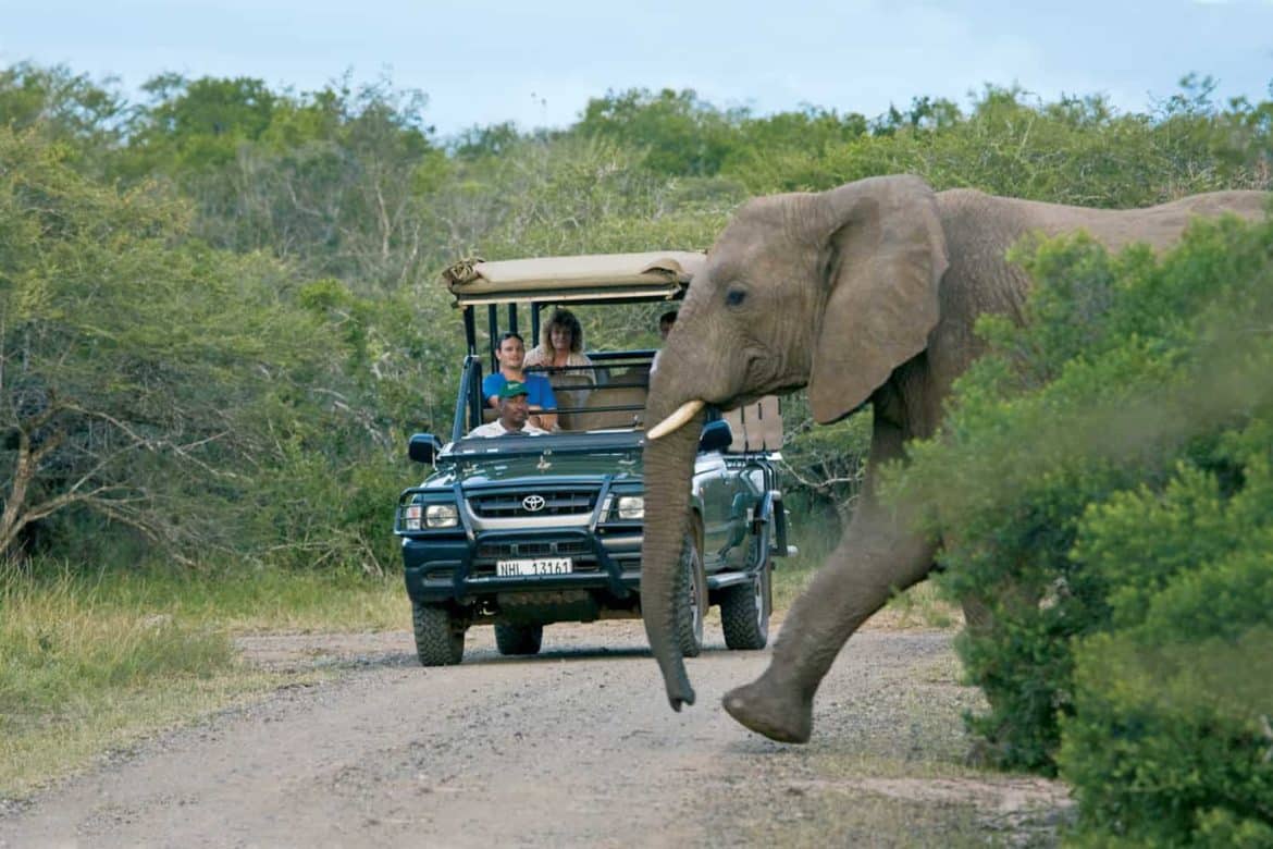 Guests on a guided game drive watching an elephant cross the road
