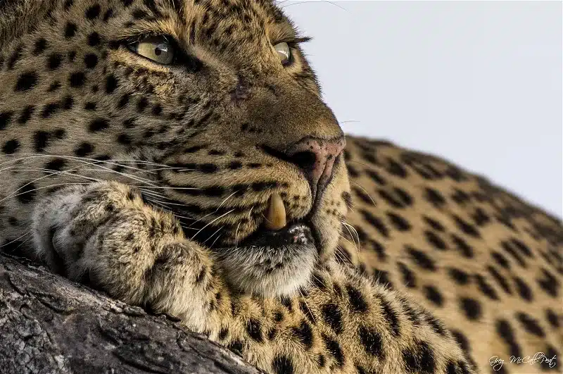 Eco Kruger Safari – Umlani Bush Camp