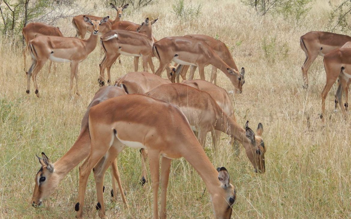 A herd of impala in the Kruger National Park