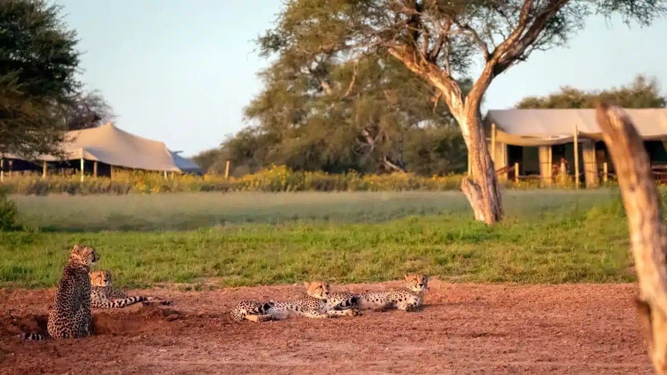 5-Day Kalahari Conservation Safari