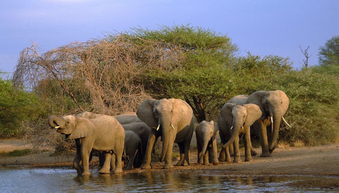 4-Night Kruger Safari