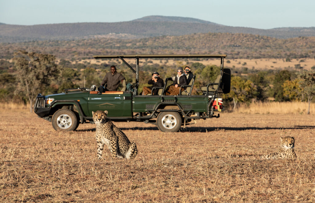 Cheetahs beside a Safari Plains game-drive vehicle, Mabula Private Game Reserve