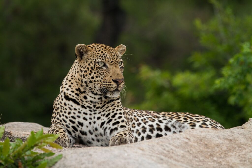 Savanna Private Game Reserve – Leopard