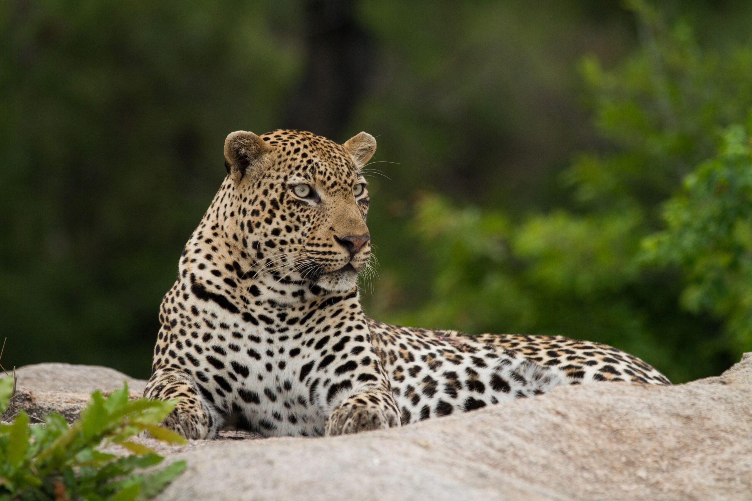 Savanna Private Game Reserve