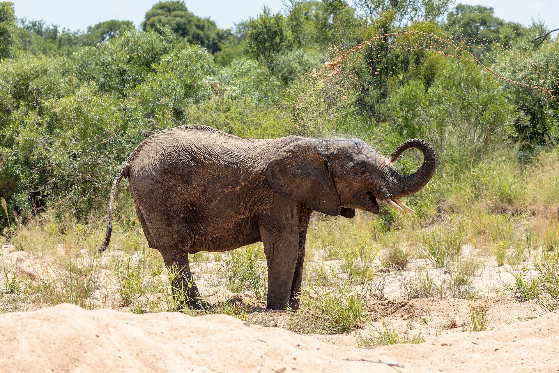 Safari experience in South Africa
