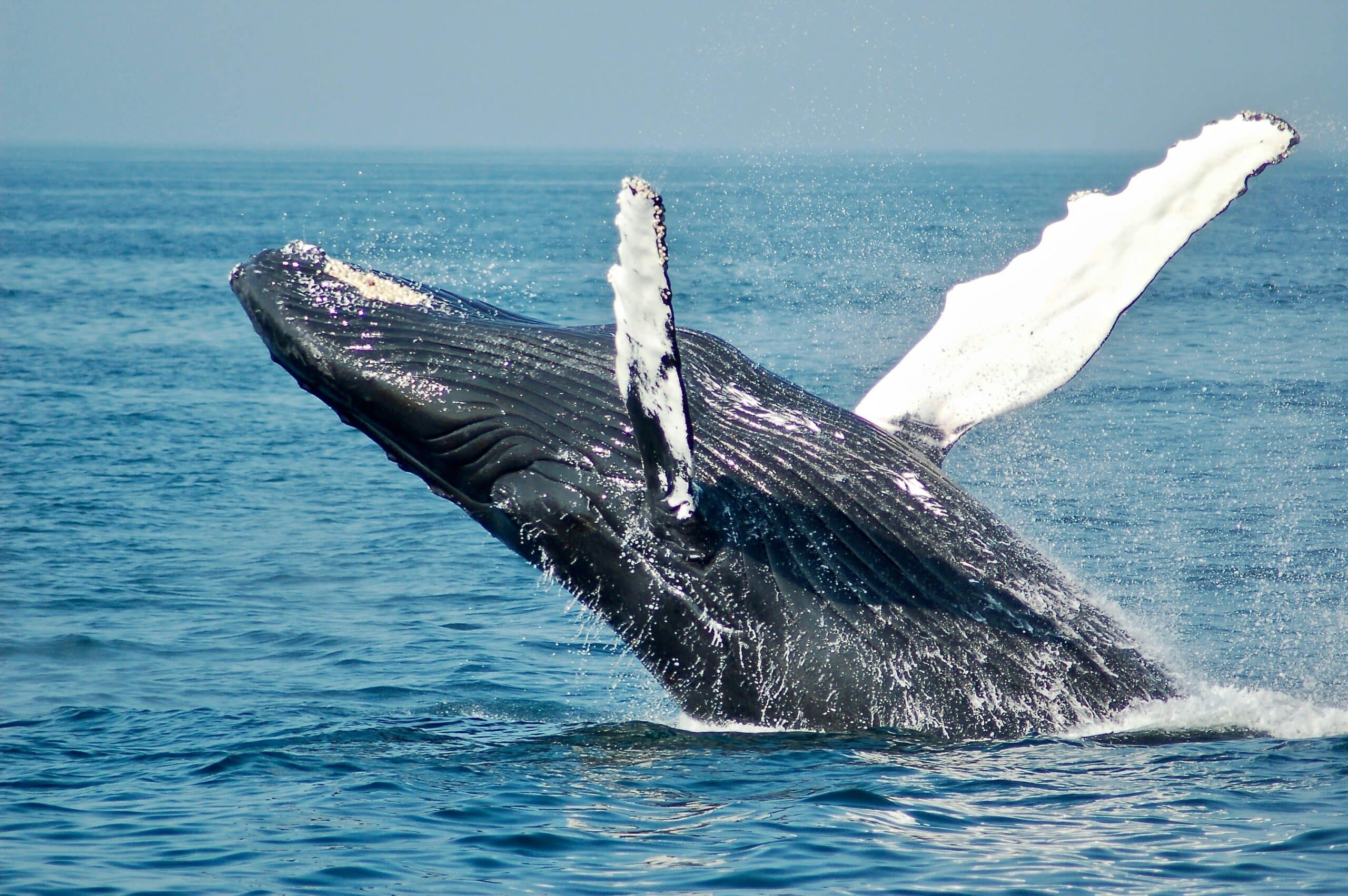 Full Day Marine Big Five Safari Experience